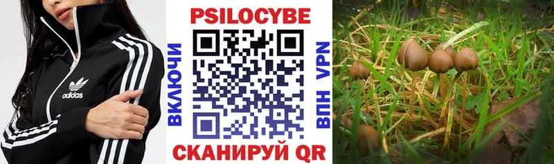 Галлюциногенные грибы Psilocybine cubensis  Козловка 